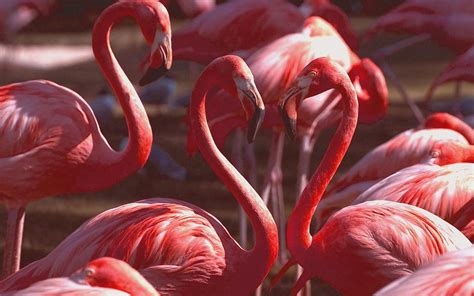 Wildlife And Nature Blog Pink Flamingo Party Pics