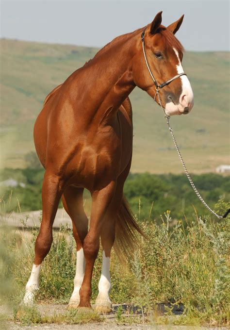 horse breeds native  russia russia