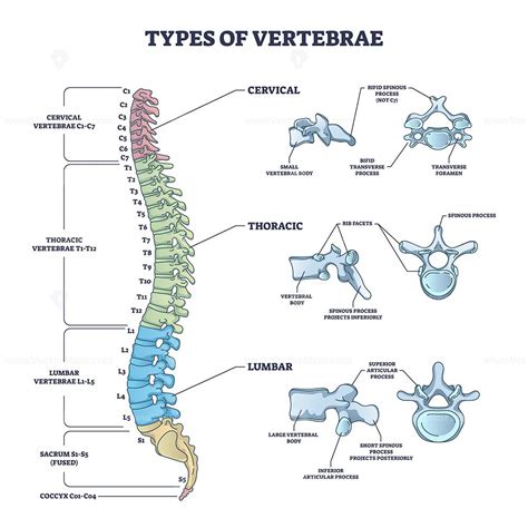 Types Of Vertebrae And Cervical Thoracic And Lumbar Division Outline