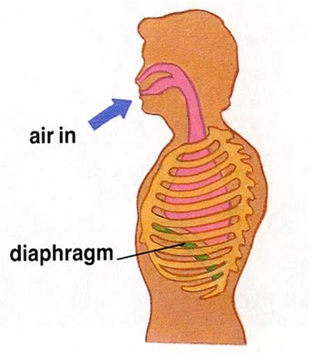 Respiratory System For Kids How Do We Breathe