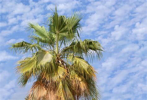 Desert Palm Tree Stock Photo Image Of Leaf Shore Natural 12331550