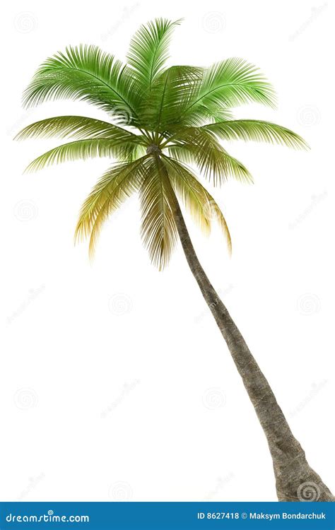 Background Isolated Palm Tree White Стоковое Фото изображение