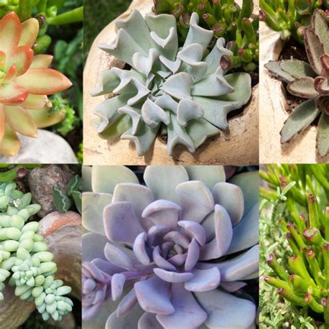Shop Exotic Tender Succulents Indoor And Home Soft Succulents