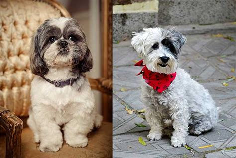 All About The Havanese Shih Tzu Mix Havashu With Pictures