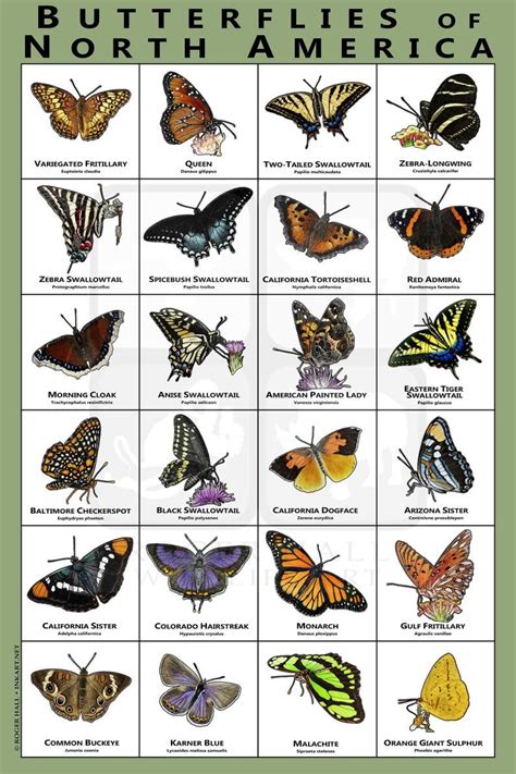 Butterflies Of North America Art Print Field Guide Etsy In 2021