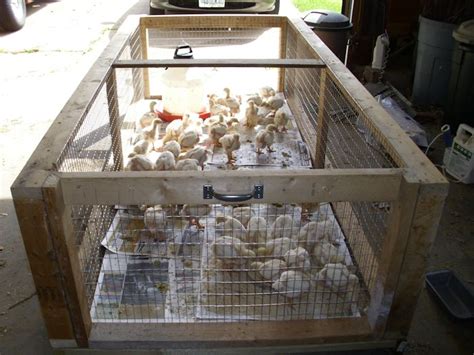 20 Diy Chicken Brooders From The Low Cost To The Beautiful And Durable