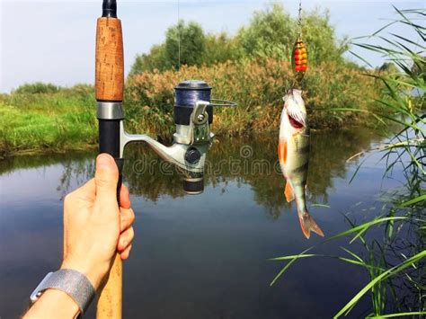 Fish Rod Stock Photo Image Of Fishing Fish Line Fishrod 7348832