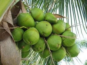 Check spelling or type a new query. ANEKA JENIS BUAH KELAPA | Tips Petani