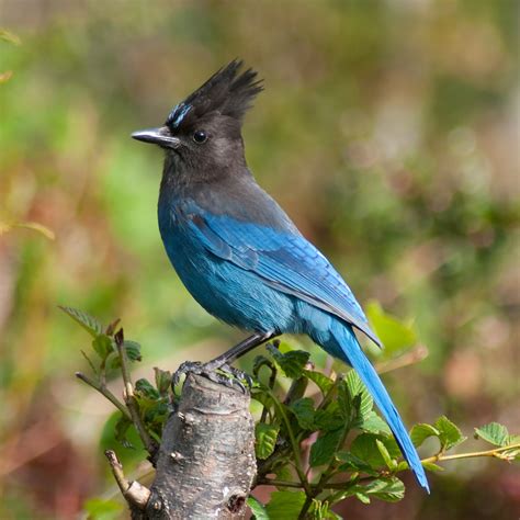 The Stellers Jay Bird A Symbol Of Intelligence And Adaptability In
