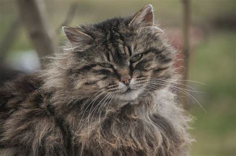 Norwegian Forest Cat Stock Photo Image Of Portrait 155530994