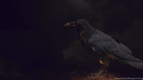 Crow Wallpapers 15 HD Wallpaper Wallpapers Pics The Best Wallpapers