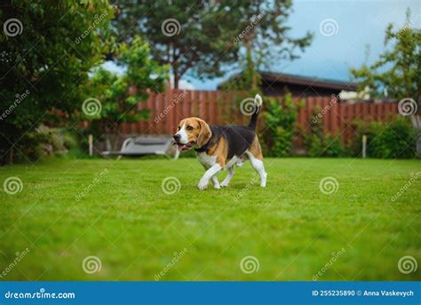 Beagle On The Backyard Stock Photo Image Of Dogcollar 255235890