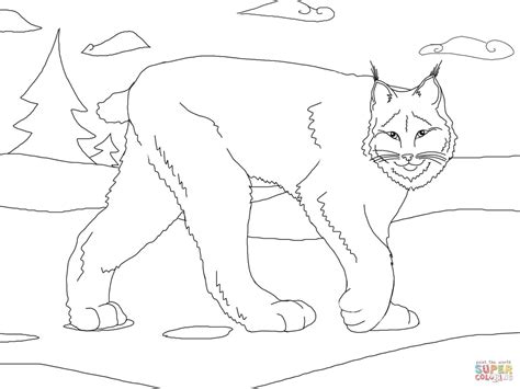 Lynx Coloring Page At Free Printable Colorings Pages