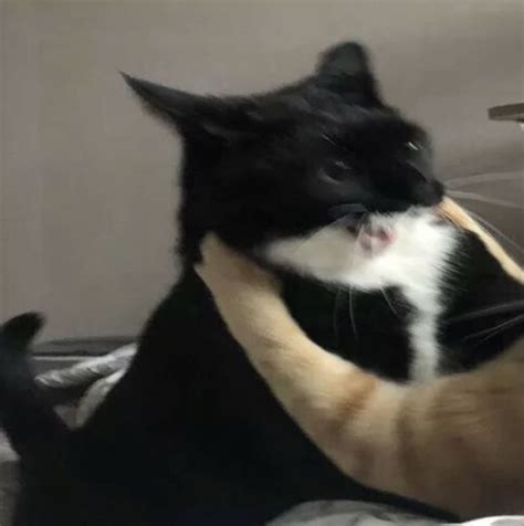 Haikyuu fanart albedo matching pfp poses cute art cute couples just in case anime art. Pin by Anbil on Icons bolas in 2020 | Cat memes, Cute cat ...