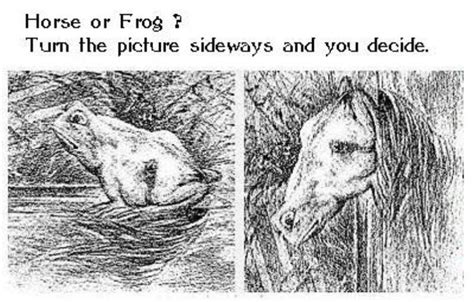 Horse Or Frog Best Illusion Pictures Puzzle Cool Illusions Cool
