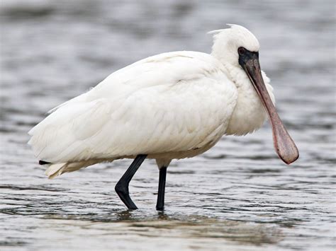 Black Faced Spoonbill Ebird