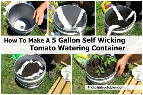 How To Build A Self Wicking Tomato Watering Container How To Instructions