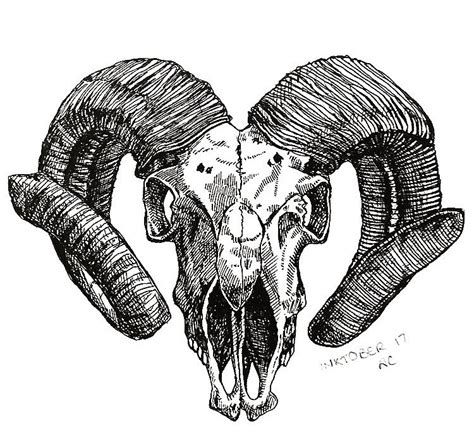 The Best Rams Skull Tronton Viral