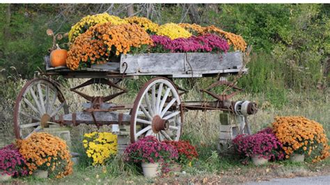 15 Colorful Fall Blooming Annuals You Can Plant In Autumn Outdoor