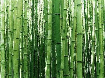 Bamboo Background Forest Bambu Desktop Wall Japanese