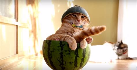 Avoid mixing your watermelons, muskmelons, cantaloupe and honeydews with other fruits. Video Of Cat Just Chilling In A Watermelon Is The Cutest ...