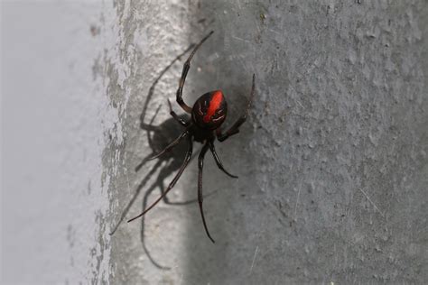 Redback Spiders All You Need To Know Pestxpert