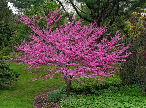 10 Great Trees For Small Yards