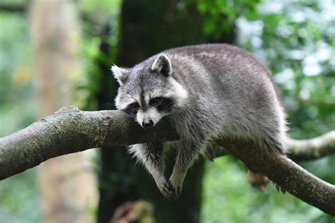 ‘drunk Raccoons Spotted Stumbling Around Canada