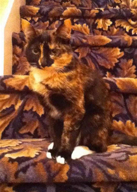 15 Camouflaged Cats That Will Make You Do A Double Take