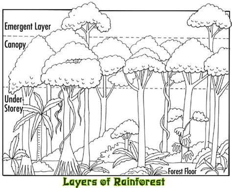 Https://tommynaija.com/coloring Page/amazon Canopy Layer Coloring Pages