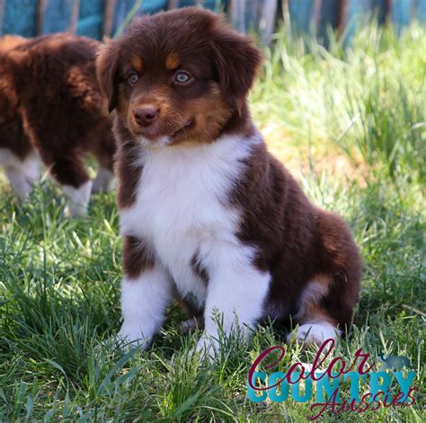 midnight s red tri female 2 color country aussies