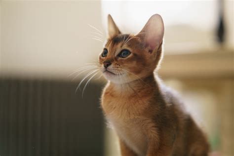 Top 10 Most Adorable Abyssinian Kitten Videos