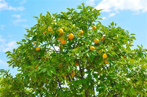 Citrus Trees That Thrive In Arizona Complete Landscaping