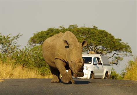 Game Viewing In South Africa