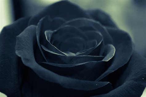 Gambar Bunga Mawar Hitam Flowers Black Background Flo