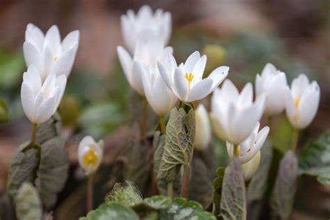 Bloodroot Plant Care And Growing Guide