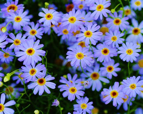 Marguerite Daisy Plants Blue Flowers Macro Photography Ultra Hd