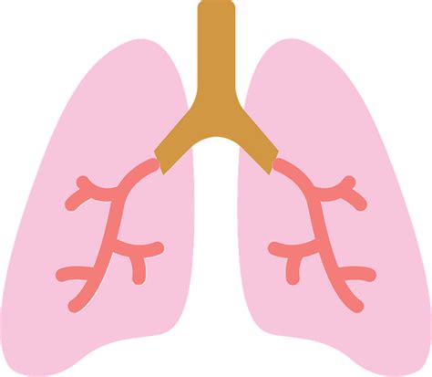Lungs Clipart Printable Lungs Printable Transparent F