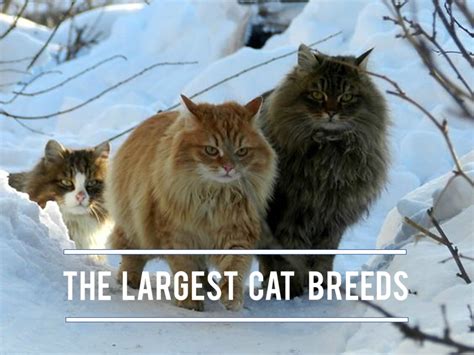 11 Largest Cat Breeds In The World Hubpages