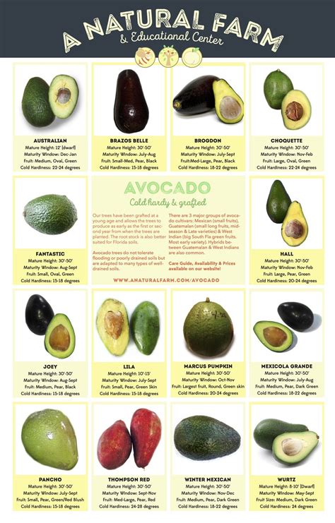 The most popular type of. Avocado — A Natural Farm