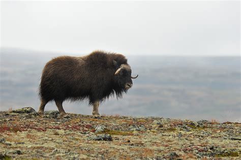 Native to the arctic, it is noted for its thick coat and for the strong odor emitted by males during the seasonal rut, from which its name derives. John Grønning Tur og fotoblogg: Snøhetta i tåke og Moskus