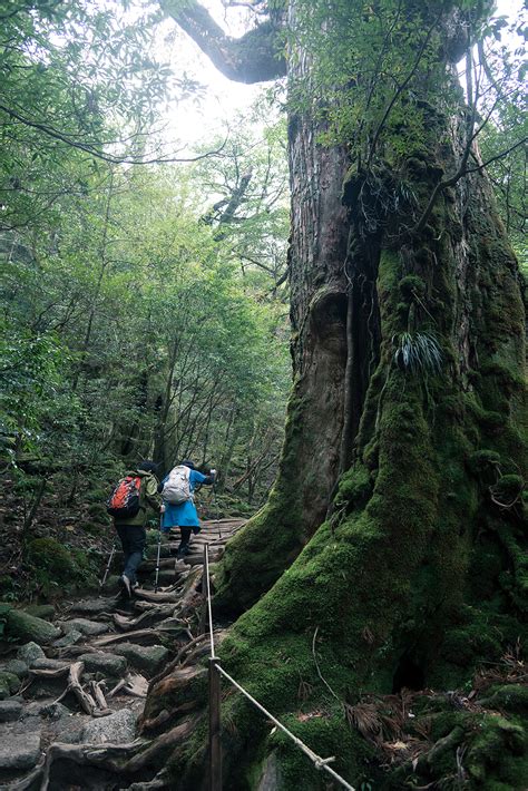 Unesco World Natural Heritage Yakushima Island In Japan 1 Shiratani