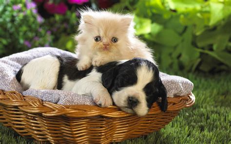 Funny Cat And Dog Friendships Funny Animals