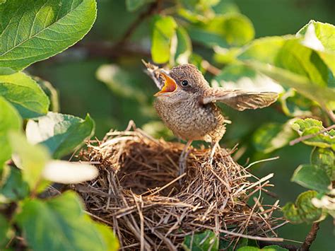 Baby Bird Nest Stock Photos Pictures And Royalty Free Images Istock