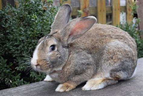 Flemish Giant Rabbits For Sale In Australia 2024 Breeders List Pet Keen