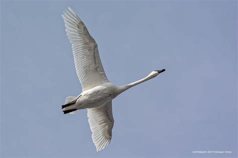 Trumpeter Swans In Flight Small Sensor Photography By Thomas Stirr