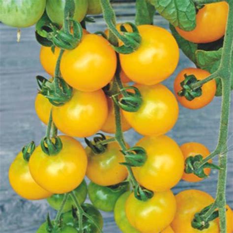 Tomate Cerise Yellow Grapes F1 Solanum Lycopersicum Graines De