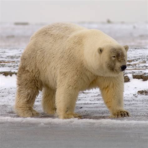 Polar Bears Ursus Maritimus And Grizzly Bears Ursus Arctos Ssp Can