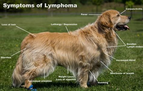Lymphoma In Dogs And Cats Information From Southern Cross Vets In Port