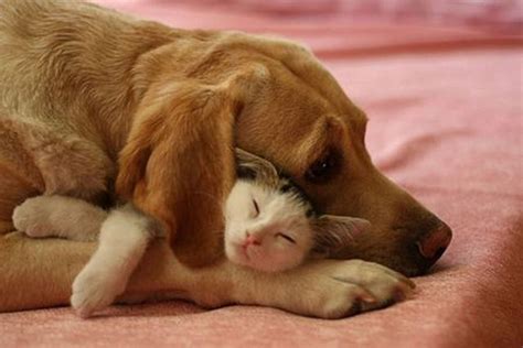 20 Cats And Dogs Hugging It Out